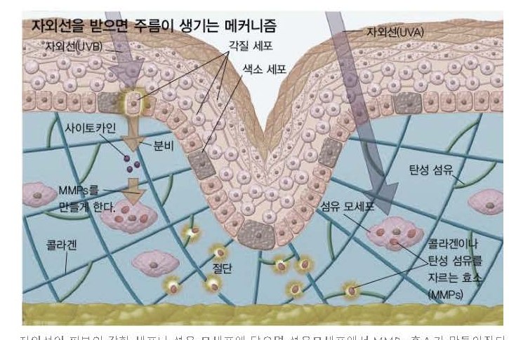 자외선을 받으면 주름이 생기는 MMPs 메커니즘